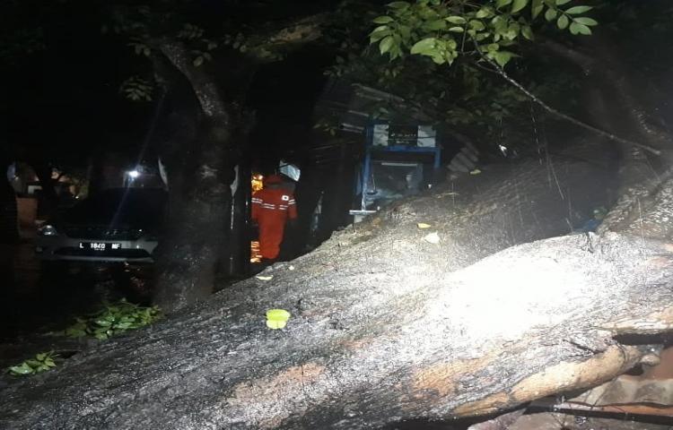 Atensi Pohon Tumbang yang disebabkan oleh Cuaca Extreme di Jalan Nyanyang Sari, Lingkungan Anyar Kuta,
