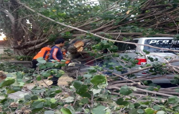 Cuaca Ekstrim ( angin kencang ) mengakibatkan Pohon Tumbang Jalan Pantai Kuta Banjar Legian Kelod