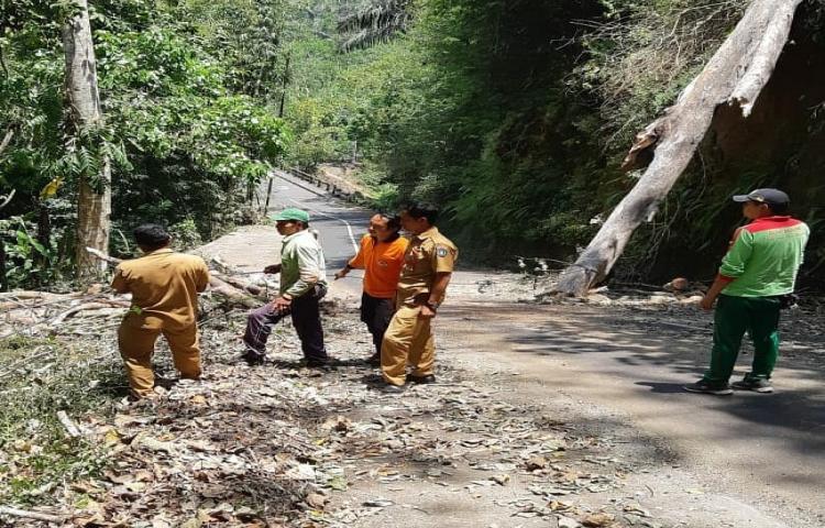 Cuaca Ekstrim ( angin kencang ) mengakibatkan Pohon tumbang di Jalan Raya Sekarmukti menuju Belok Sidan