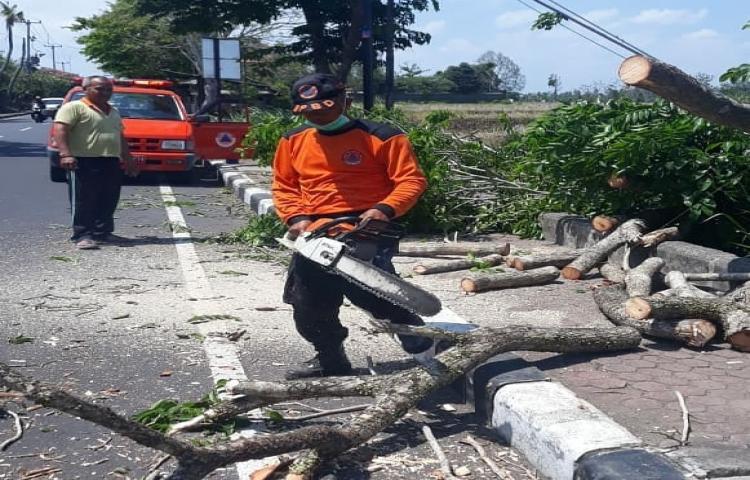 Cuaca ekstrim ( angin kencang ) Mengakibatkan Pohon Perindang tumbang di Banjar/ Lingk. : Denkayu Kelodan