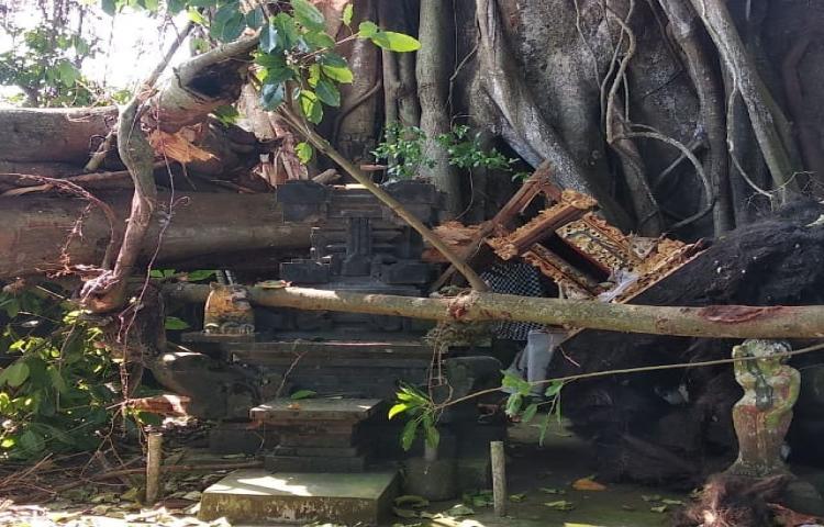 Dahan Pohon yg sudah lapuk Tumbang di Pura Dalem Tungkub, Banjar Sogsogan, Desa Cemagi, Kecamatan Mengwi
