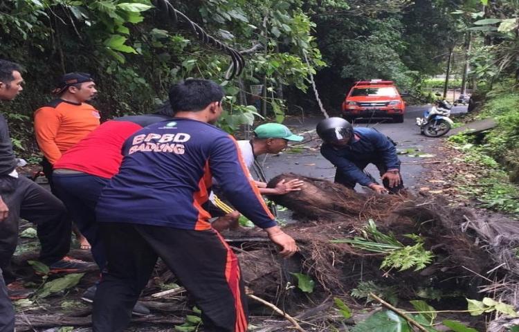 Penangan Pohon Tumbang di Jalan Villa Ayung, Banjar Darmasaba, Desa Darmasama, Kecamatan Abiansemal.