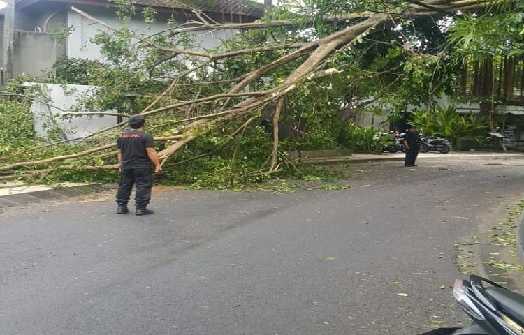 Penanganan Pohon Beringin retak dan Dahan hampir patah yang menutupi badan jalan di Jalan Abimanyu 999x , Kelurahan Seminyak, Kecamatan Kuta, akibat Cuaca Ekstrim (angin kencang dan hujan deras)