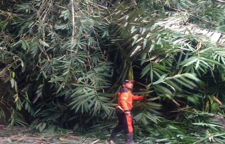Penanganan Pohon Tumbang Menuju Pura Pucak Manik