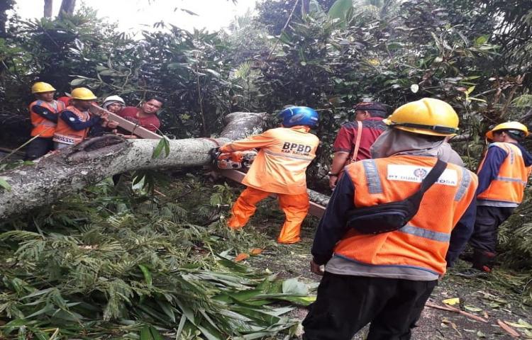 Penanganan Pohon Tumbang di Banjar Kembang Sari, Desa Blahkiuh, Kecamatan Abiansemal, akibat Cuaca Ekstrim Hujan deras dan angin kencang