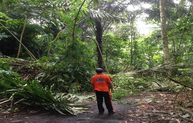 Penanganan Pohon Tumbang di Banjar Petang Tengah, Desa Petang, Kecamatan Petang,
