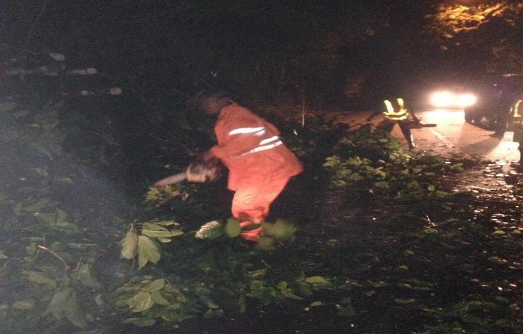 Penanganan Pohon Tumbang di Banjar Sandakan, Desa Sulangai, Kecamatan Petang