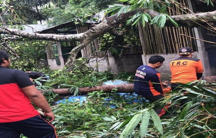 Penanganan Pohon Tumbang di Banjar Semana, Desa Mambal, Kecamatan Abiansemal