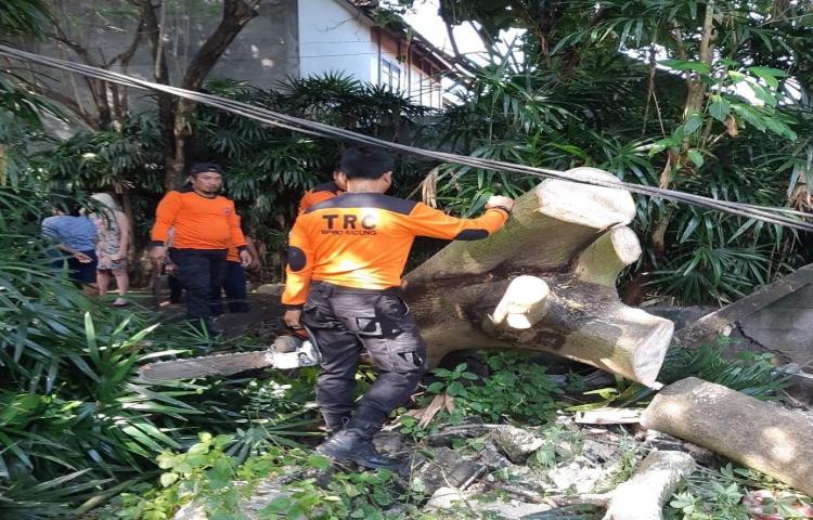 Penanganan Pohon Tumbang di Jalan Pantai Berawa, Banjar Tandeg, Desa Canggu, Kecamatan Kuta Utara