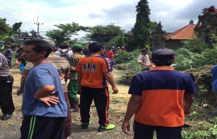 Penanganan Pohon Tumbang di Jalan Raya Denpasar - Bedugul ( Depan Setra Kuwum ), Banjar Kuwum, Desa Kuwum, Kecamatan Mengwi