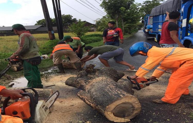 Penanganan Pohon Tumbang di Jalan Raya Denpasar - Bedugul, Banjar Sayan Delodan, Desa Werdhi Buana, Kecamatan Mengwi