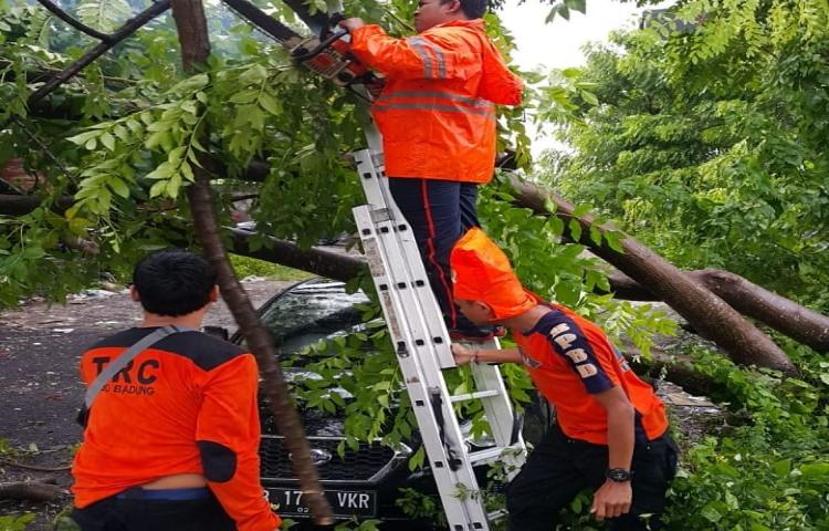 Penanganan Pohon Tumbang di Jalan Raya Dewi Sri ( Depan Hotel Puri Mimi ), Banjar Legian Kelod, Desa Legian, Kecamatan Kuta