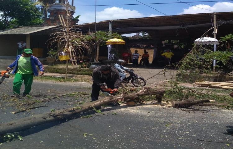 Penanganan Pohon Tumbang di Jalan Raya Sibang gede, Banjar Mengwi, Desa Sibang gede, Kecamatan Abiansemal