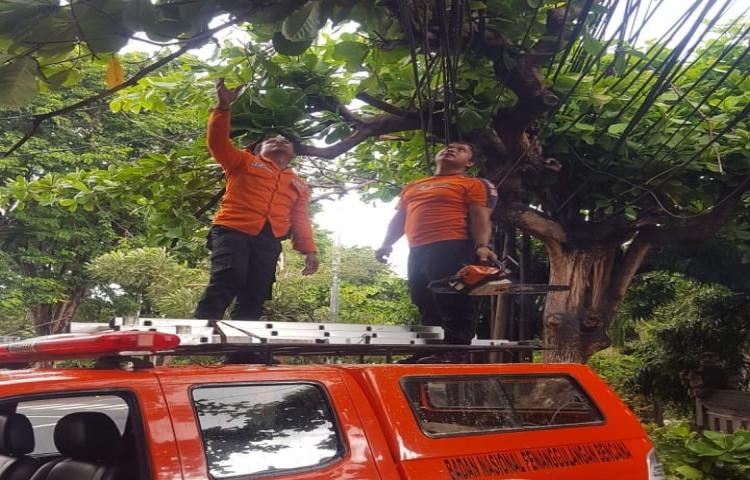Penanganan Pohon Tumbang di Jalan Raya Tuban, Kelurahan Tuban, Kecamatan Kuta