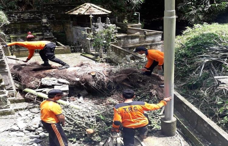 Penanganan Pohon Tumbang di Pura Beji Dalem Alit, Banjar Sayan Delodan, Desa Werdhi Buana, Kecamatan Mengwi