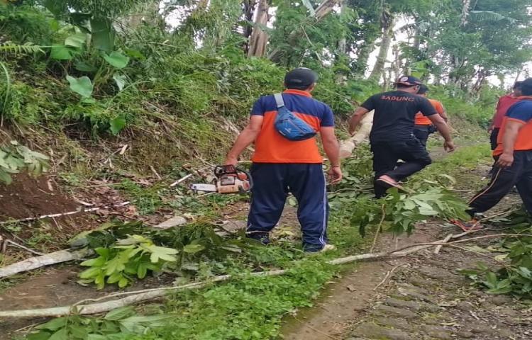 Penanganan Pohon Tumbang yang disebabkan oleh Cuaca Ekstrim di Banjar Sekarmukti Kaja, Desa Belok Sidan, Kecamatan Petang