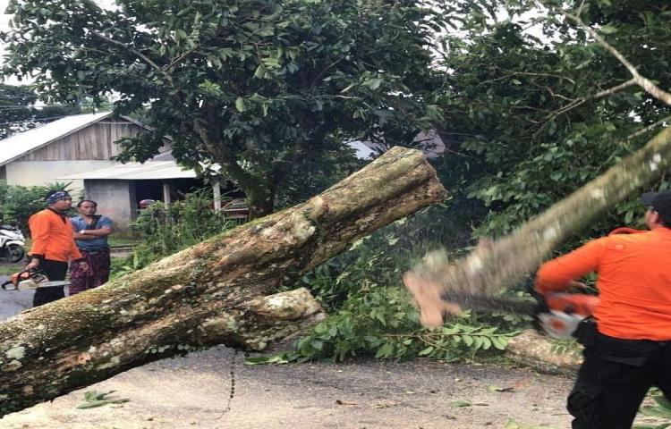 Penanganan Pohon Tumbang yang disebabkan oleh Cuaca Ekstrim di Jalan Belok Sidan Petang