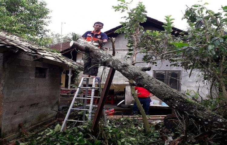 Penanganan Pohon Tumbang yang disebabkan oleh Cuaca Ekstrim di Jalan Tandur, Banjar Keraman, Desa Abiansemal