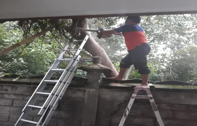 Penanganan Pohon Tumbang yang disebabkan oleh Cuaca Ekstrim di Jalan Umalas 1, Banjar Umalas Kauh, Kelurahan Kerobokan Kelod