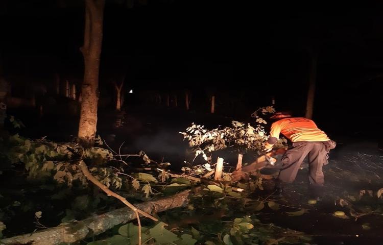 Penanganan Pohon Tumbang yang disebabkan oleh Cuaca Ekstrim di Seputaran Jalan Pelaga menuju Belok sidan