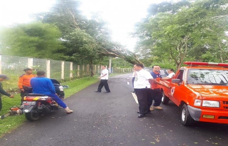 Penanganan Pohon Tumbang yang disebabkan oleh Cuaca Ekstrim di dekat Agro Wisata Pelaga.