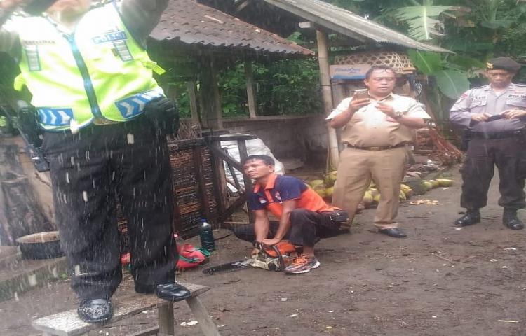 Penanganan Pohon Tumbang yg disebabkan oleh Cuaca Ekstrim di Banjar Badung Tengah, Desa Ayunan, Kecamatan Abiansemal