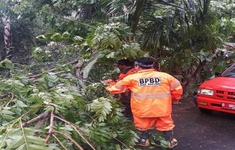 Penanganan Pohon tumbang Menutupi Setengah badan jalan dan terganggunya arus lalin di Jalan Raya petang Desa / Kel. : Petang
