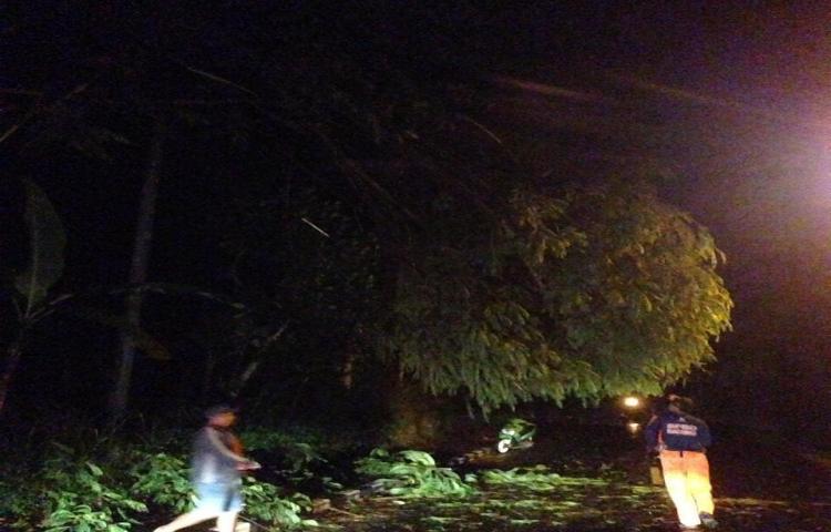 Penanganan Pohon tumbang di Banjar Nungnung, Kecamatan Petang