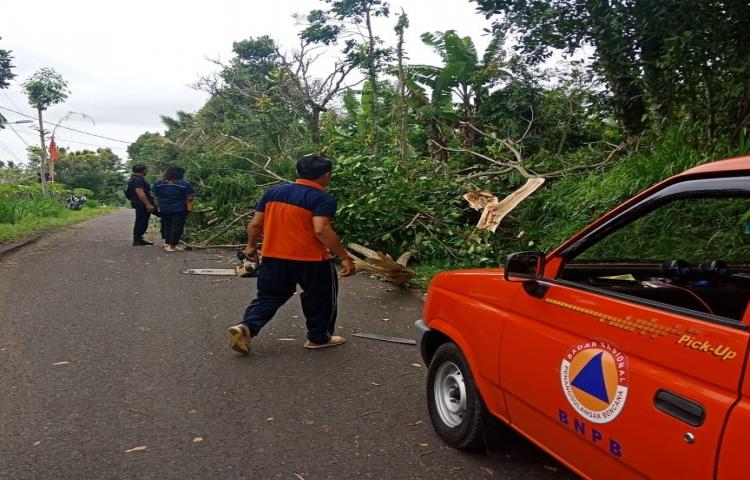 Penanganan Pohon tumbang di Desa Auman, Kecamatan Petang, akibat cuaca ekstrem (angin kencang dan hujan deras)