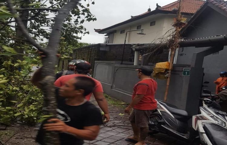 Penanganan Pohon tumbang di Gang Merbabu, Desa Latu, Kecamatan Abiansemal,