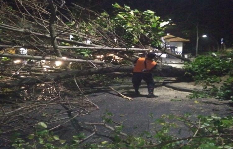 Penanganan Pohon tumbang di Hotel Hardrock, Jalan Pantai Kuta, Kecamatan Kuta