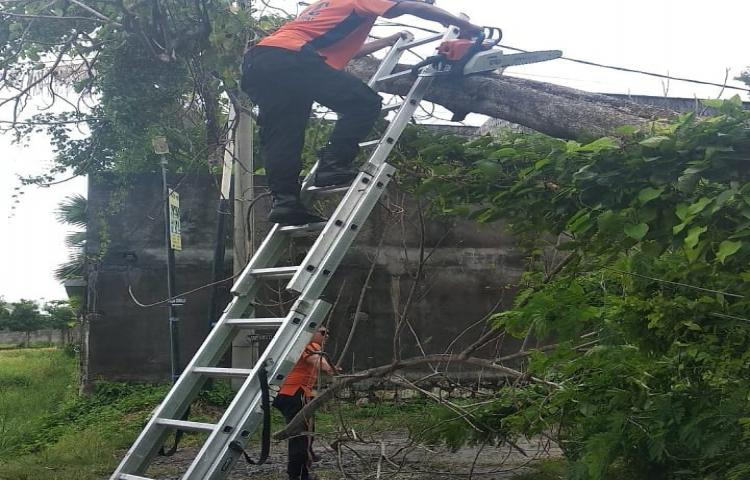 Penanganan Pohon tumbang di Jalan Subak Sari, Banjar Tegal Gundul, Desa Tibubeneng, Kecamatan Kuta Utara, akibat Cuaca Ekstrim (angin kencang dan hujan deras)