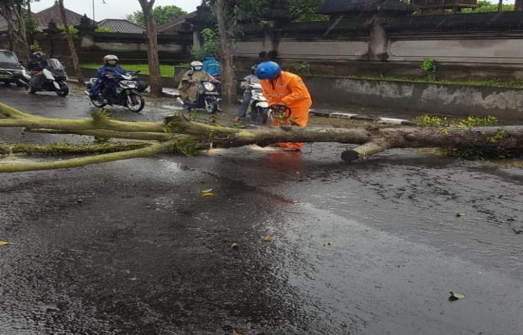 Penanganan Pohon tumbang di Jalan Utama Abiansemal di dekat Pasar Latu, akibat Cuaca Ekstrim (angin kencang dan hujan deras)