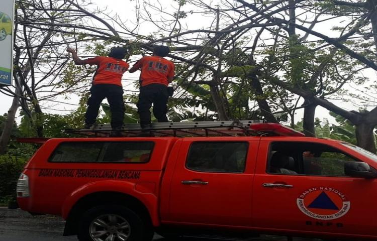 Penanganan Pohon tumbang di Jalan batu Sangian Lingkungan Batu Bidak, kelurahan Kerobokan Kaja, Kuta Utara