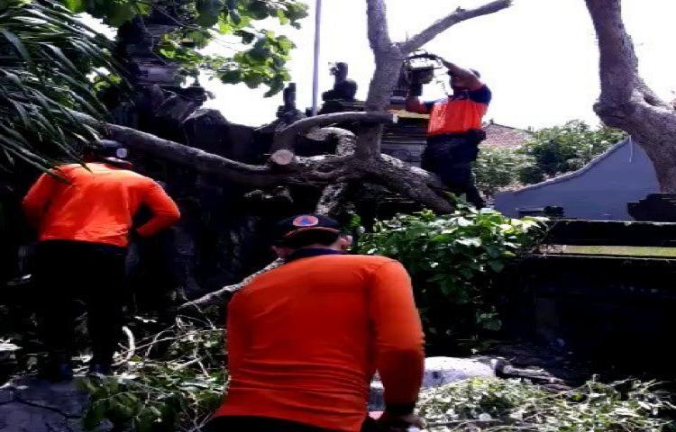 Penanganan Pohon tumbang di Pura Batur Jati, Kelurahan Kuta, Kecamatan Kuta, akibat Cuaca Ekstrim (angin kencang dan hujan deras)
