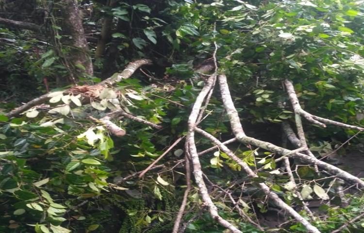 Penanganan Pohon tumbang di Pura Beji, Banjar Gumasih, Kecamatan Abiansemal akibat Cuaca Ekstrim (angin kencang dan hujan deras)