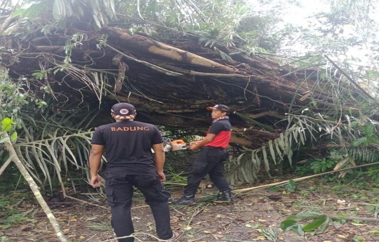 Penanganan Pohon tumbang di Pura Bukit Peninjauan, Kecamatan Petang, akibat cuaca ekstrem (angin kencang dan hujan deras)