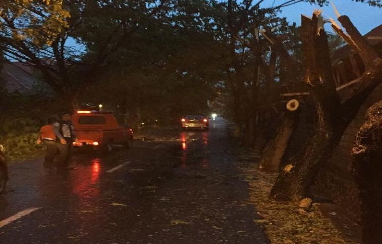 Penanganan Pohon tumbang di Sebelah selatan SMA 1 Kuta, Kecamatan Kuta