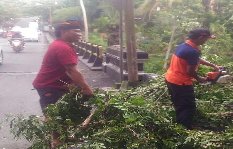 Penanganan Pohon tumbang di Sebelah timur Jembatan mambal, Banjar Gumasih, akibat Cuaca Ekstrim (angin kencang dan hujan deras)