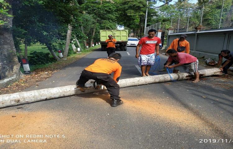 Penanganan Pohon tumbang yang berdampak tertutup nya akses jalan Jln. Legong Banjar. : pengabetan Desa / Kel. : baha Kecamatan. : mengwi