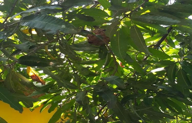 Penanganan Sarang Tawon di Paud Skubidu, Jalan Pantai Brawa No.23, Banjar Tegal Gundul, Desa Tibubeneng, Kecamatan Kuta Utara