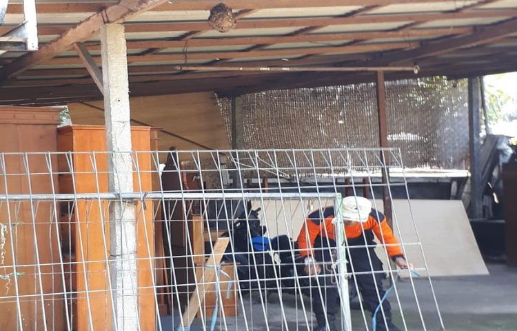 Penanganan Sarang Tawon di Toko Nurjaya, Br. Darmasaba, Desa Darmasaba, Kecamatan Abiansemal