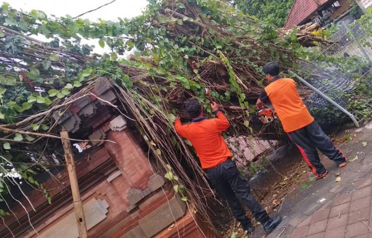 Penanganan dan pembersihan pohon beringin tumbang di Pura Batang Bingin Banjar Jumpayah Desa Mengwitani
