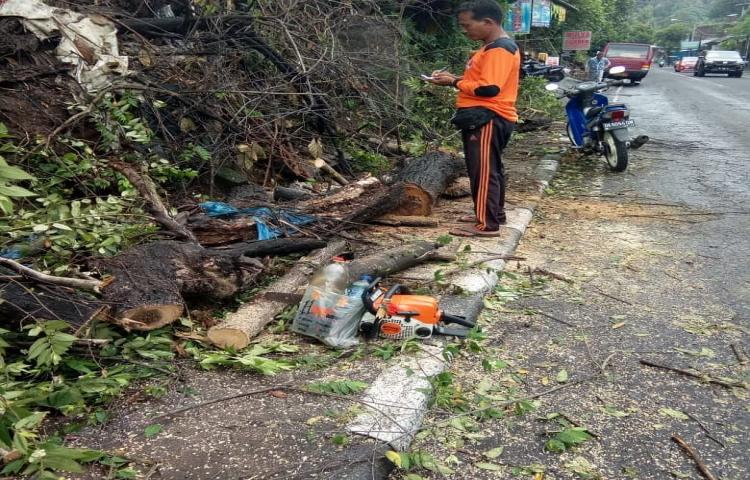 Penanganan pohon tumbang di jalan raya Darmasaba-Mambal