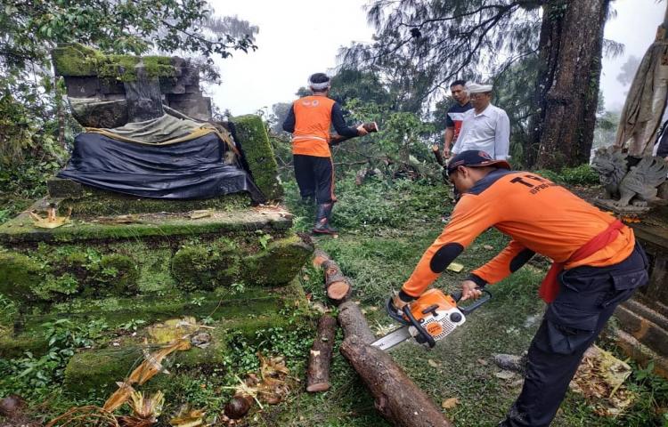 Penanganan pohon tumbang menimpa beberapa Pelinggih di Pura Pucak Mangu