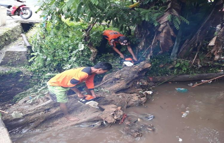 Penanganan pohon tumbang menutupi Saluran Sungai di Taman Mumbul, Desa Sangeh, Kecamatan Abiansemal