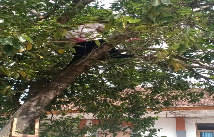 Penemuan Tawon di TK Dirgayusa Ungasan, Kelurahan Jimbaran, Kecamatan Kuta Selatan Tanggal 21 Juli 2020