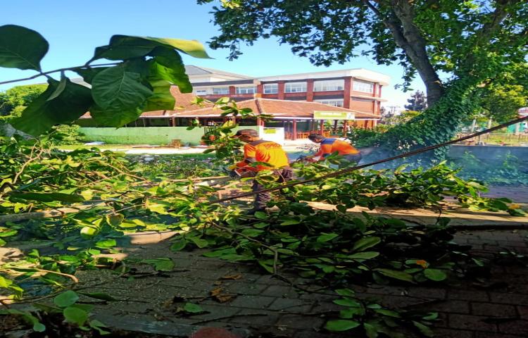 Pohon Tumbang di Areal Parkir Kantor Camat Kuta selatan, Kelurahan Jimbaran, Kec. Kuta selatan Tanggal 22 Januari 2020