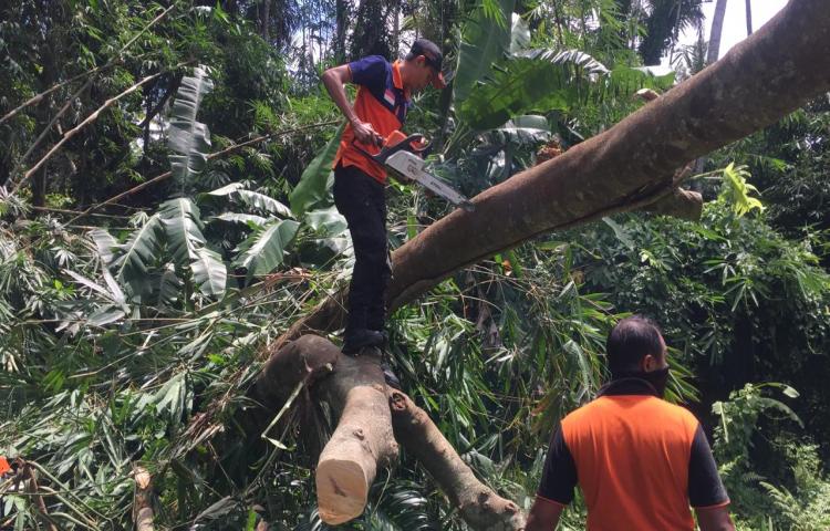Pohon Tumbang di Areal Pura Mumbul, Banjar Brahmana, Desa Sangeh, Kecamatan Abiansemal Tanggal 10 Pebruari 2020