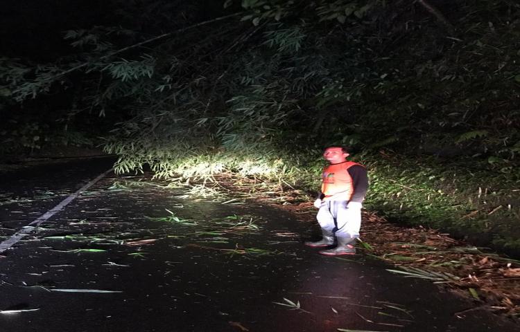 Pohon Tumbang di Banjar Angantiga, Desa Petang, Kecamatan Petang Tanggal 01 Januari 2020